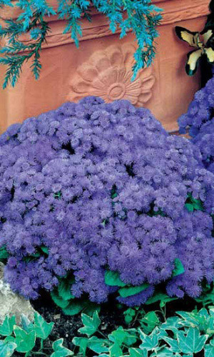 Агератум ГОЛУБОЕ НЕБО