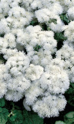 Агератум СНЕЖНЫЕ БАРХАНЫ