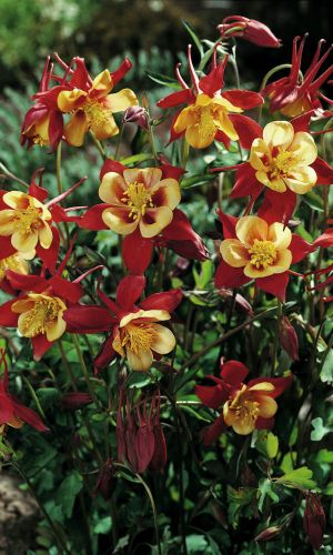 Аквилегия КОРАЛЛОВО-ЖЁЛТАЯ ЗВЕЗДА &mdash; Грациозные цветки редкой окраски!