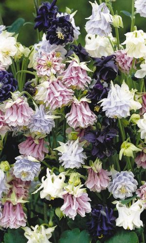 Аквилегия МАХРОВАЯ СМЕСЬ &mdash; Неприхотливый многолетник!