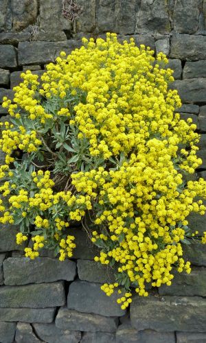 Алиссум скальный ЗОЛОТАЯ ВОЛНА &mdash; Обильное цветение!