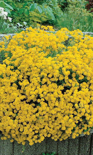 Алиссум скальный ЗОЛОТО ИНКОВ