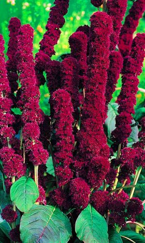 Амарант РЕД КАФЕДРАЛ