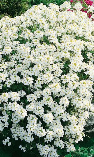 Арабис альпийский БЕЛЫЙ &mdash; Пышное цветение!