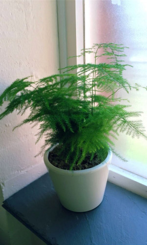 Аспарагус перистый ПАУТИНКА