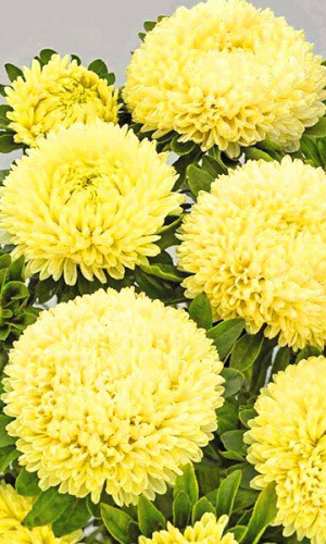 Астра ДЮШЕС ЖЁЛТАЯ