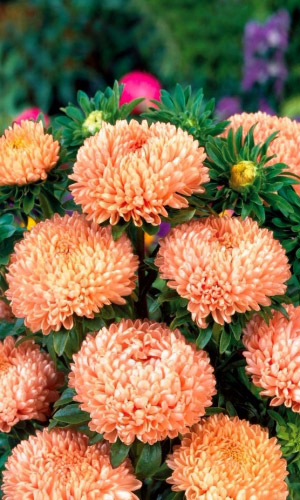 Астра ГАЛИНА УЛАНОВА