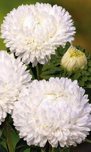 Астра ГИГАНТСКАЯ БЕЛАЯ &mdash; Пионовидная