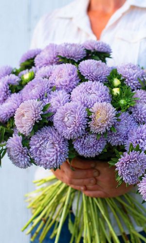 Астра ГОЛУБКА СИЗАЯ