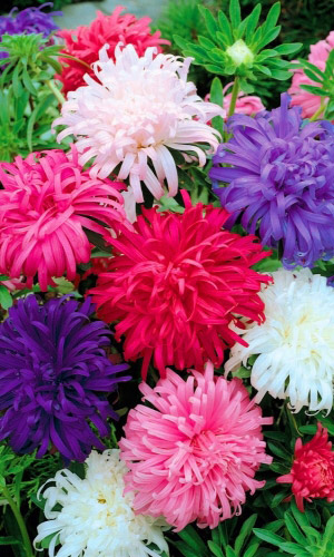 Астра июльская СМЕСЬ ОКРАСОК