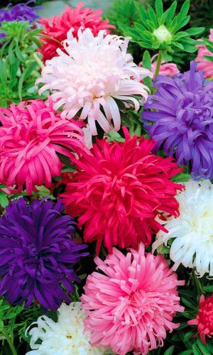 Астра КВИН ОФ МАРКЕТ