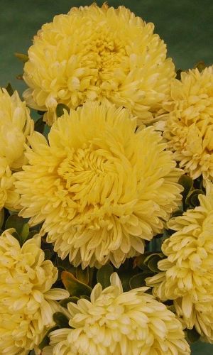 Астра КОРОЛЕВА ГИГАНТОВ В ЖЁЛТОМ