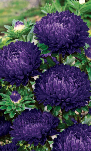 Астра КОРОЛЕВА В ФИОЛЕТОВОМ