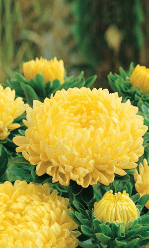 Астра КОРОЛЕВА В ЖЁЛТОМ