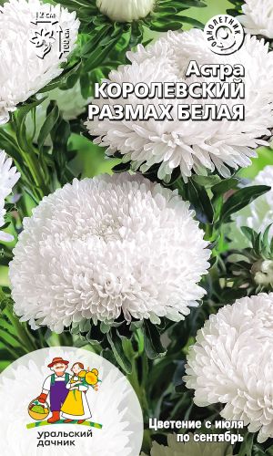 Астра КОРОЛЕВСКИЙ РАЗМАХ БЕЛАЯ