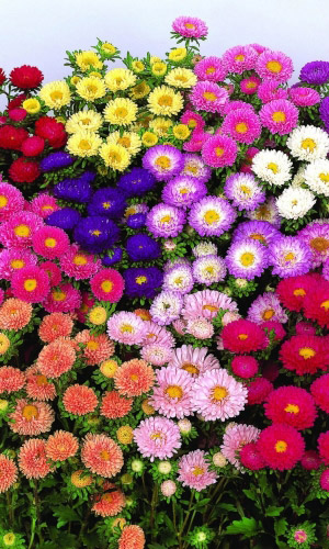 Астра МАЦУМОТО СМЕСЬ &mdash; Великолепный букет с одного куста!