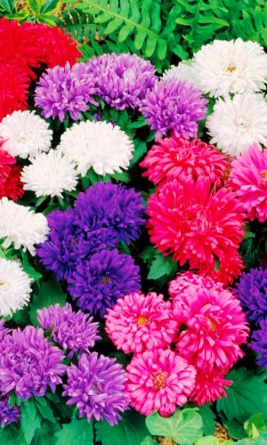 Астра МИЛЕДИ СМЕСЬ