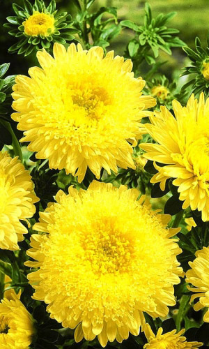 Астра ОЛИМПИЙСКОЕ ЗОЛОТО