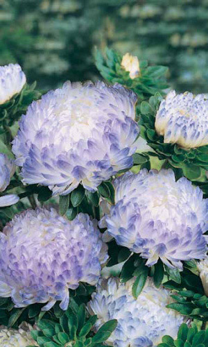 Астра ДЮШЕС БЛЮ ЭНД ВАЙТ