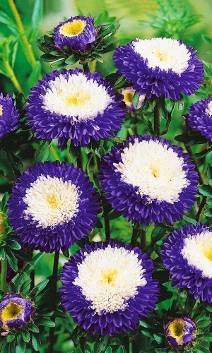 Астра ПРЕВОСХОДНЫЙ РАКЛИ