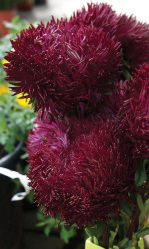 Астра СИНДЕРЕЛЛА