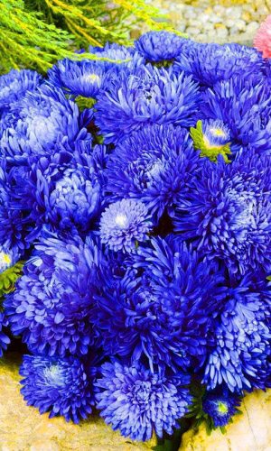 Астра СИНЯЯ БАШНЯ