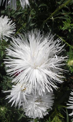 Астра СНЕГОПАД