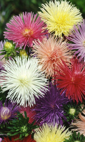 Астра УНИЛЮКС ГАЛАКТИКА