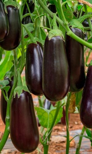 Баклажан ЧЁРНЫЙ ЦИЛИНДР