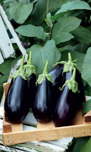 Баклажан ДРУЖНАЯ СЕМЕЙКА