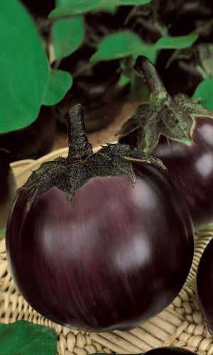 Баклажан ГЛОБУС