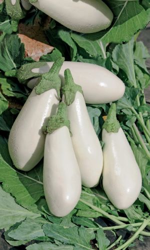 Баклажан МОЛОЧНАЯ ДЕВОЧКА