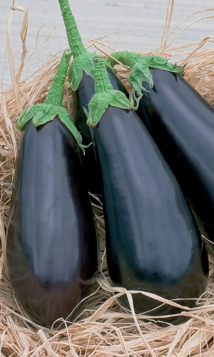 Баклажан МУЛАТКА