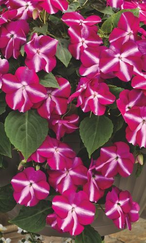 Бальзамин БАЛАНС F1 ФИОЛЕТОВАЯ ЗВЕЗДА