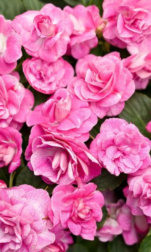 Бальзамин РОЗОВЫЕ ГРЁЗЫ F1