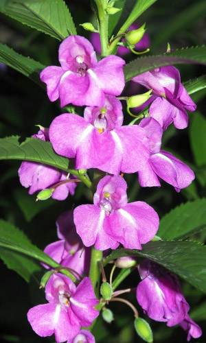 Бальзамин ТОМ САМБ ФИОЛЕТОВЫЙ