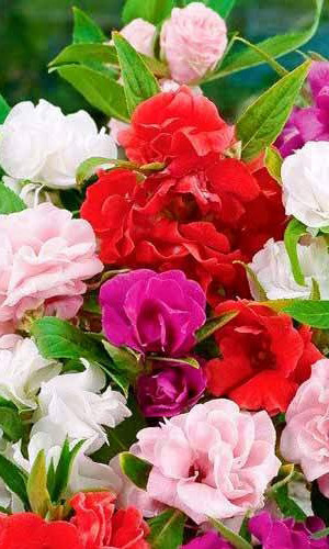 Бальзамин ТОМ ТАМБ смесь