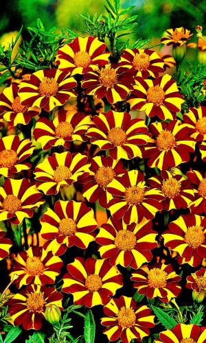 Бархатцы ДЖОЛЛИ ДЖЕСТЕР