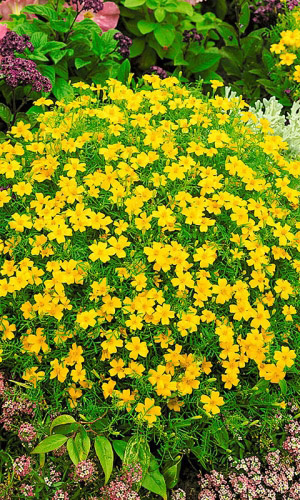 Бархатцы ЛИМОННЫЙ САМОЦВЕТ
