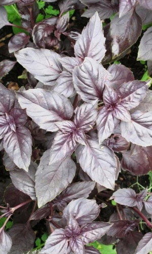 Базилик ДЖИГИТ