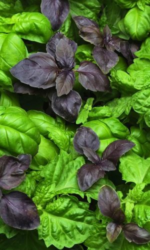 Базилик НИ ЗАБОТ, НИ ХЛОПОТ®