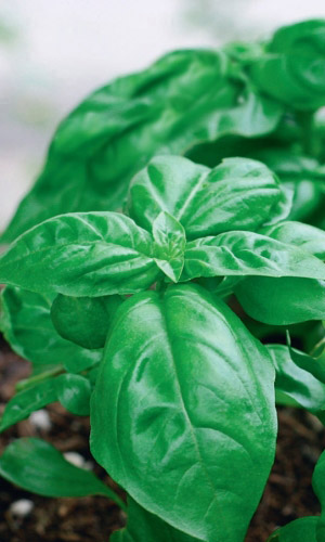 Базилик СЛАДКОЛИСТНЫЙ