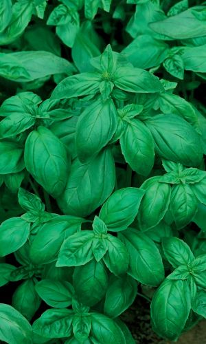 Базилик ЗАСТОЛЬНЫЙ