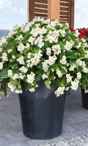 Бегония межвидовая СЕНСАЦИЯ БЕЛАЯ F1