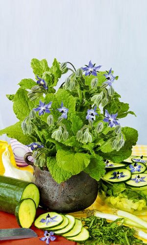 Бораго РУЧЕЁК — Избавляет от депрессии, успокаивает нервы! Хорош как для чая, так и в салат!