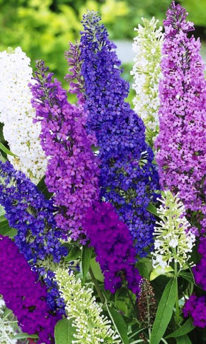 Буддлея давида СМЕСЬ ОКРАСОК