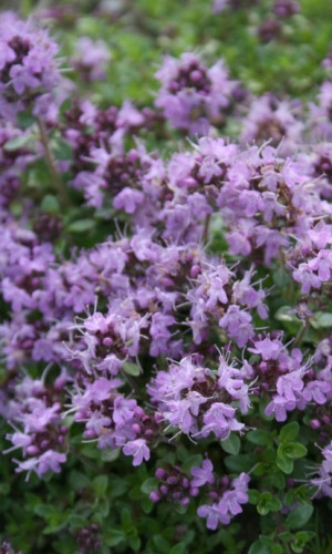 Чабер АРОМАТНЫЙ — Высокая ароматичность!