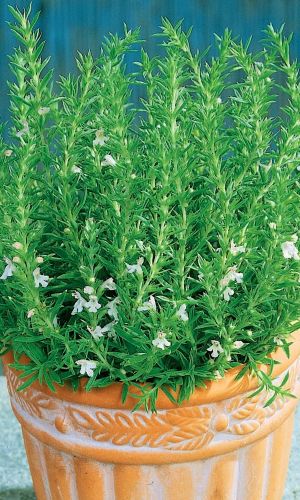 Чабер ПИКНИК — Очень популярен в кавказских кухнях! Мощный супер-антисептик! Незаменим при консервировании!