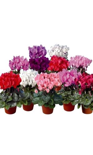 Цикламен КОРОЛЕВСКИЙ МИНИАТЮРНЫЙ