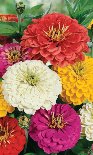 Цинния СМЕСЬ ОКРАСОК георгиноцветковая